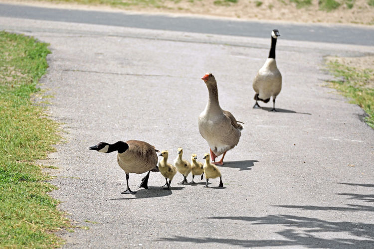 Canada geese walking on street