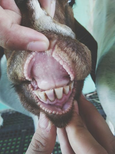 Close-up of hands holding goat's mouth
