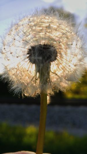 Close-up of dandelion against sky