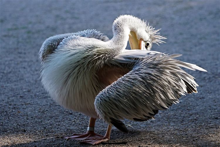 Pelican with wet feathers