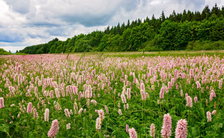 Purple flowering plants on field against sky