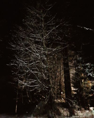 Low angle view of bare trees in forest at night