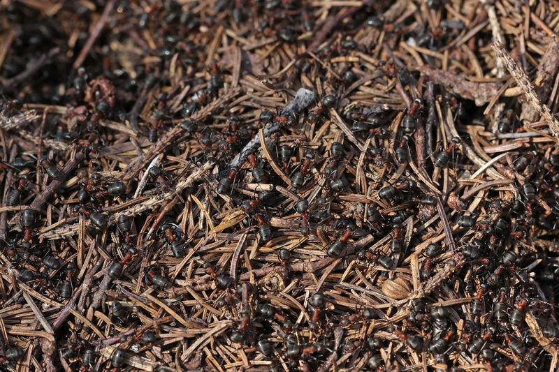 Close-up of dry plants