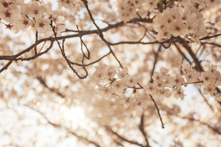 Low angle view of cherry blossom on tree