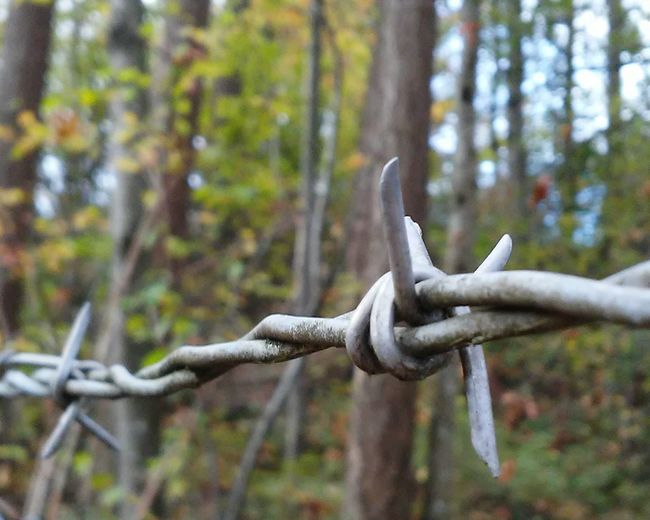 Close-up of barbed wire in forest