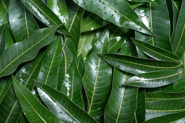 Mango leaves background, beautiful fresh green group with clear leaf vein texture detail