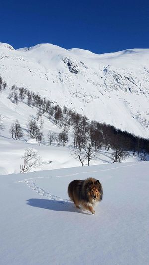 View of an animal on snow covered field