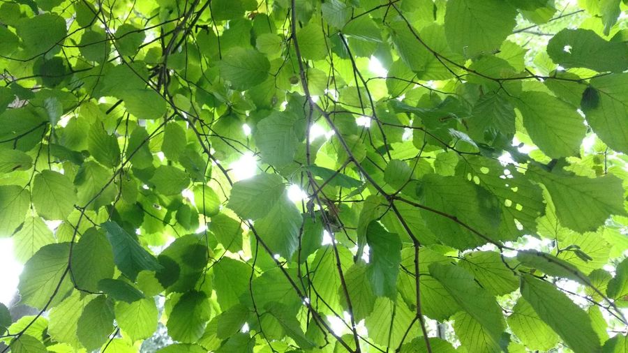 Low angle view of tree
