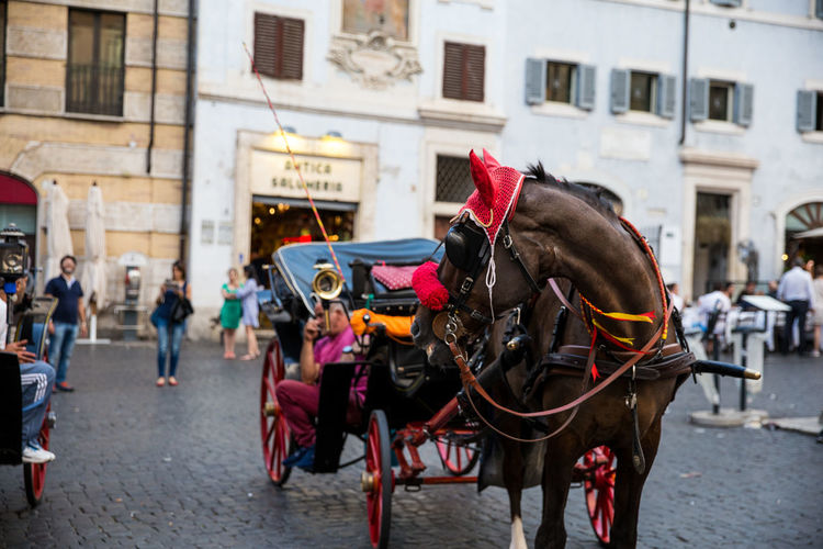 Horse cart on street in city