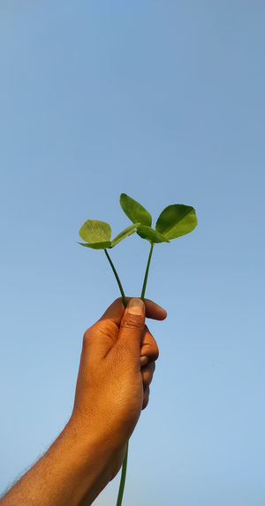 Hand holding small plant against clear blue sky