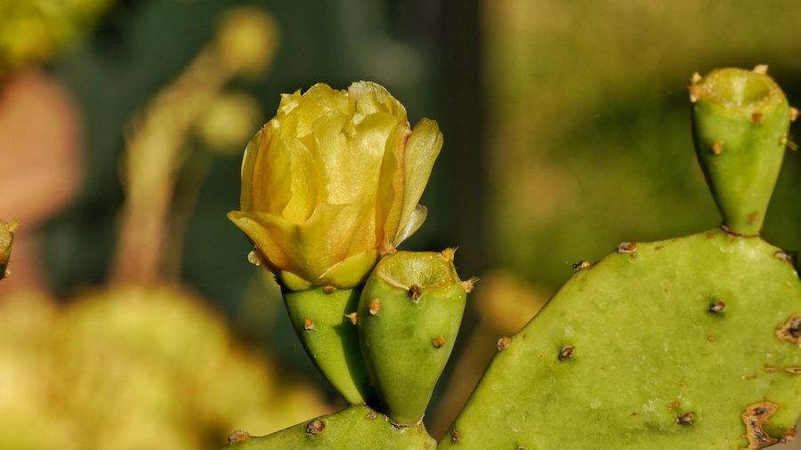 Close up of beautiful yellow blossom on cactus