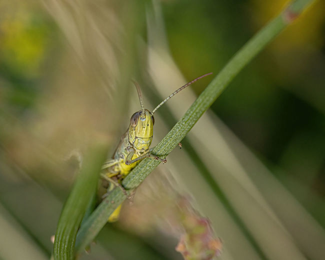 Close-up of insect on blade of grass