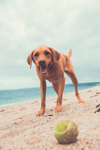 A playful labrador retriever dog playing a game of fetch with a ball on a beach