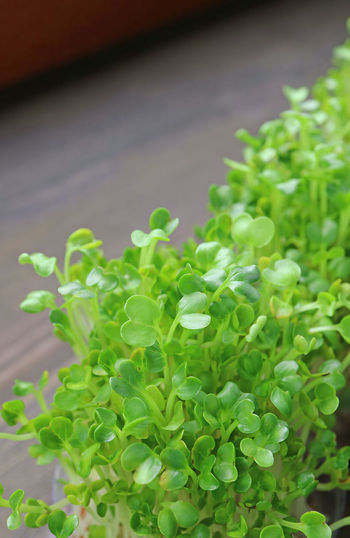 Close-up of plant