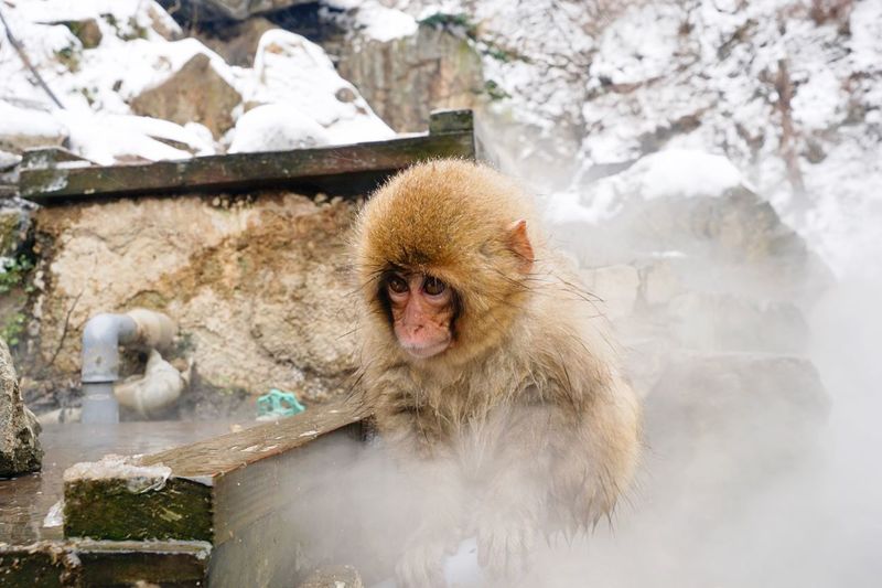 Monkey at hot spring in japan