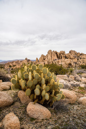 Cactus plants growing on rock against sky