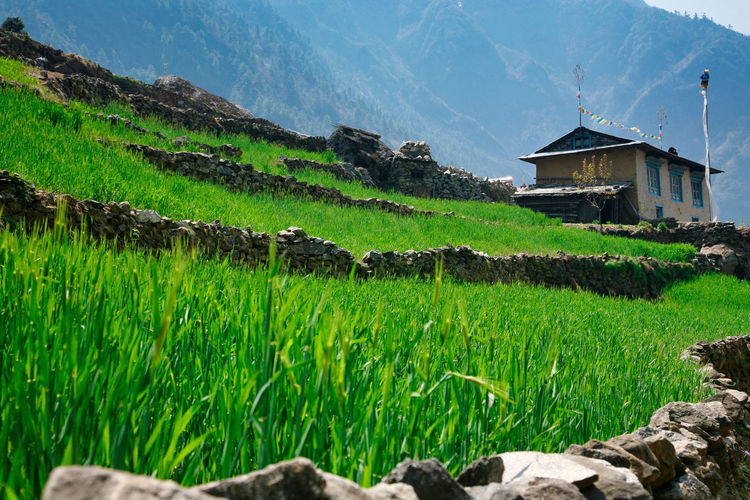 Scenic view of agricultural field