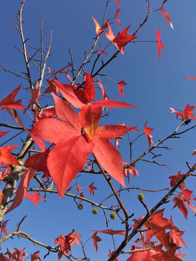 Low angle view of maple tree against sky