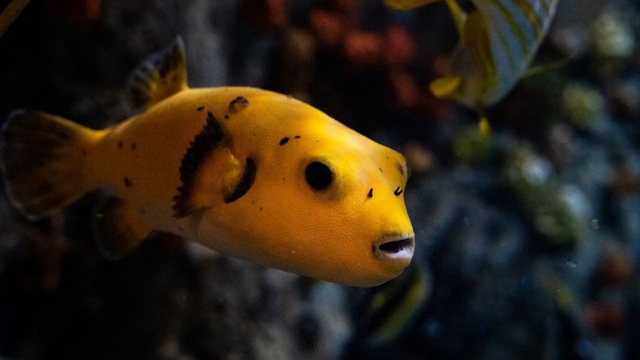 Close-up of fish swimming in sea