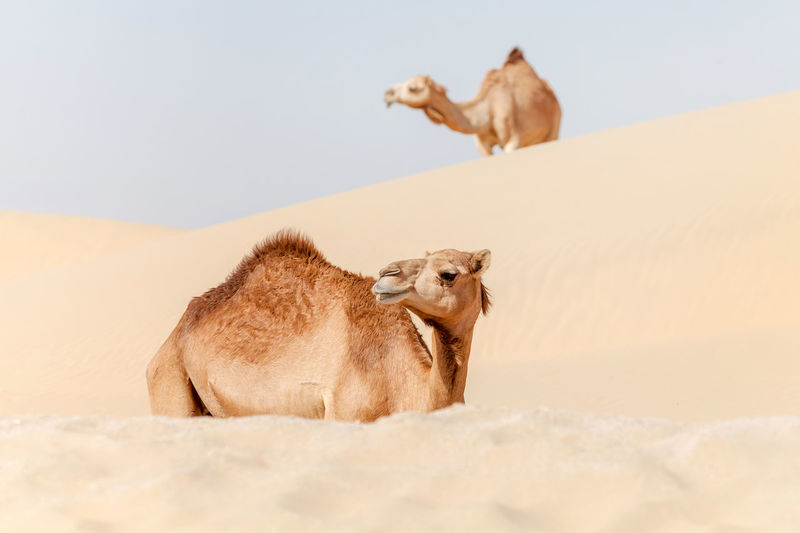 Two middle eastern camels in the desert