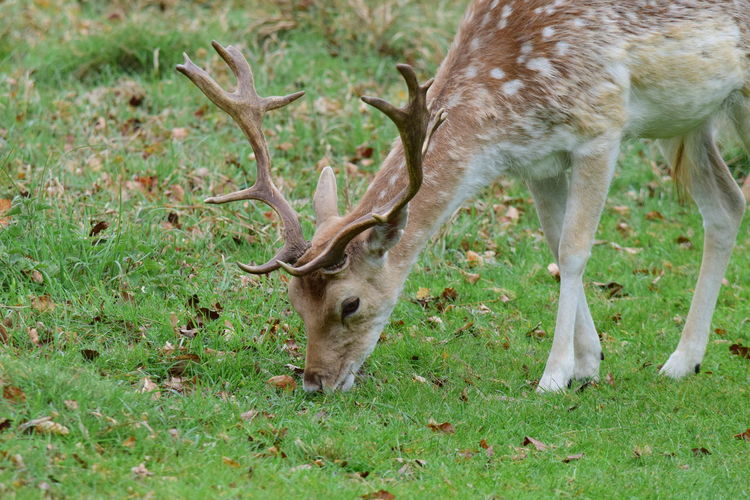 View of axis deer eating grass