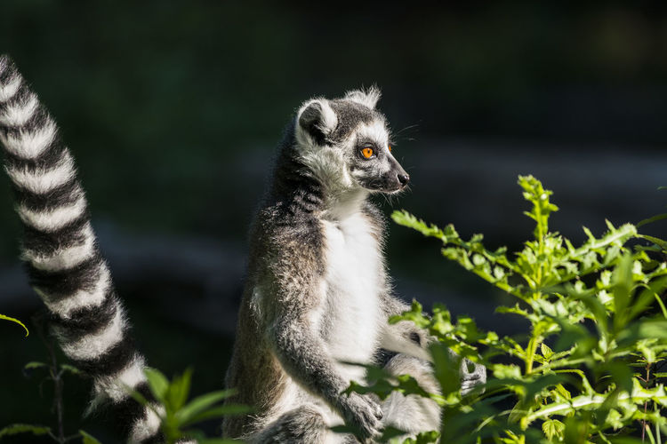 Lemur sitting on tree in zoo