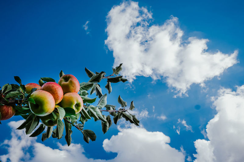 Low angle view of apples on tree against blue sky