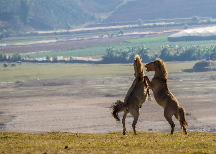 Horses playing on field