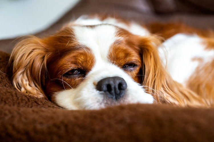 Close-up portrait of dog lying on bed