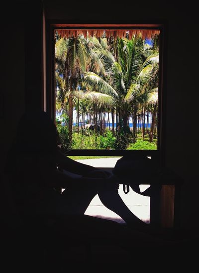 Silhouette of palm trees seen through window