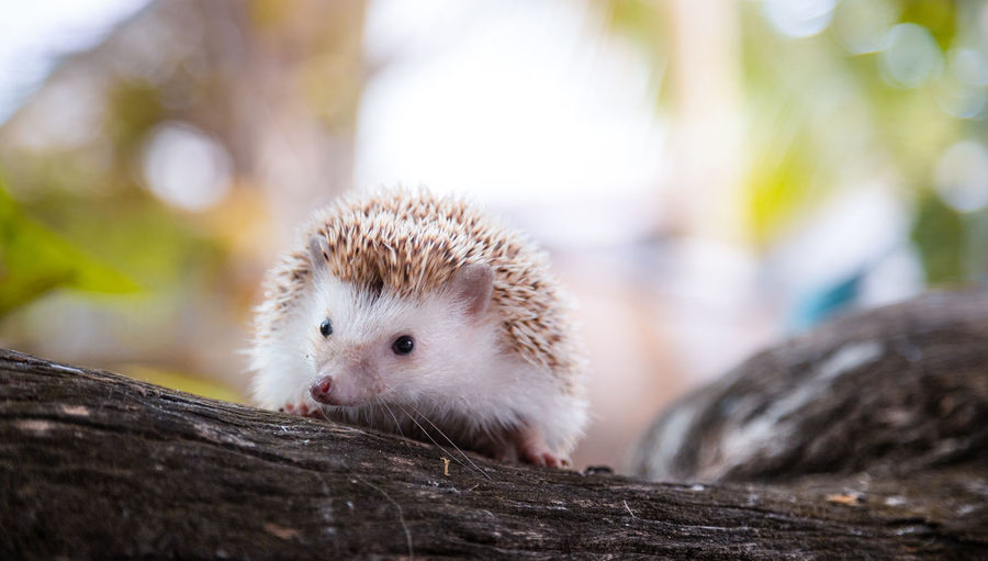 Close-up of hedgehog on wood