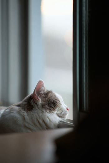 Close-up of cat looking through window at home
