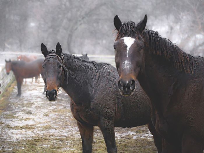 Portrait of horses standing on field at farm during winter