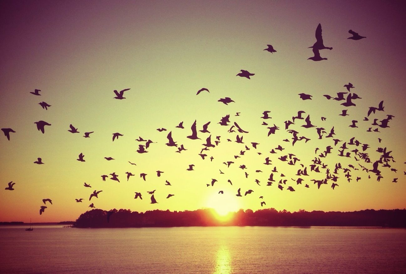 bird, flying, animal themes, sunset, animals in the wild, wildlife, sun, water, flock of birds, silhouette, scenics, sky, mid-air, beauty in nature, sea, tranquil scene, nature, clear sky, spread wings