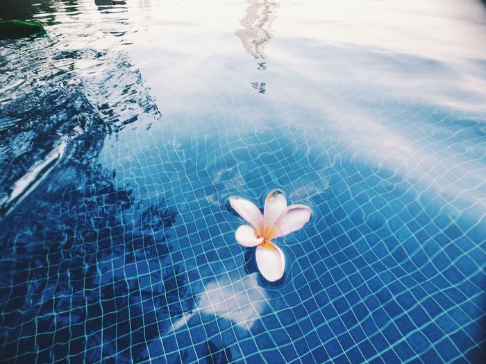 High angle view of flower floating on swimming pool