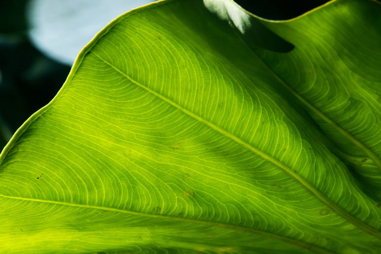 Macro shot of leaf
