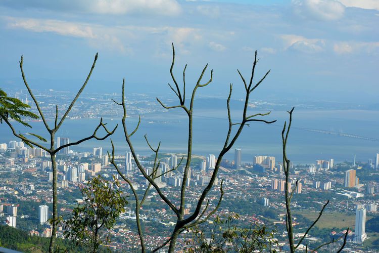 Trees and buildings against sky