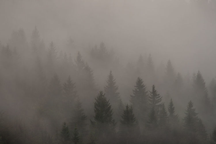 Pine trees in forest during foggy weather