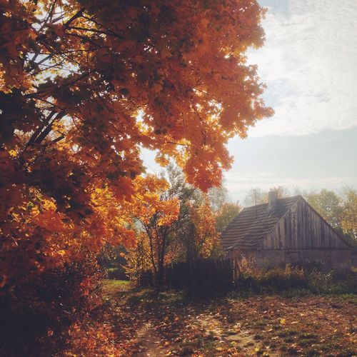 tree