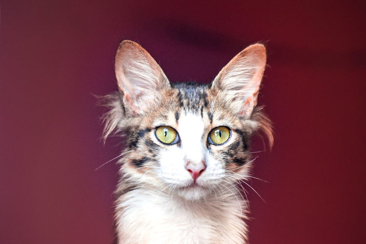 Cat eye vision of life 