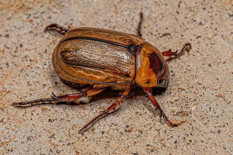 Close-up of insect