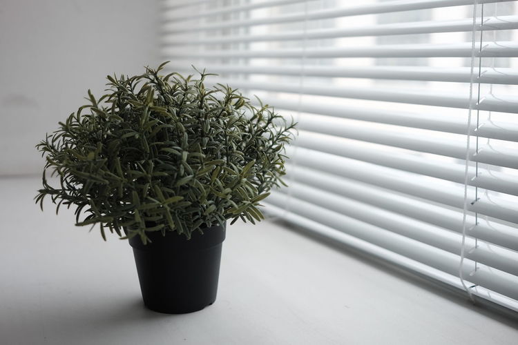 Close-up of potted plant on window sill