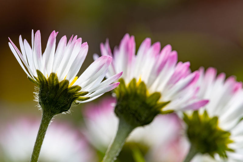 Close-up of daisy