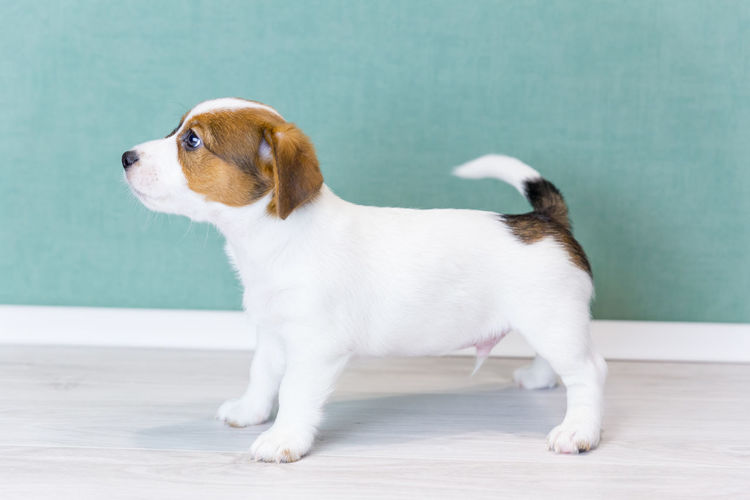 A jack russell terrier puppy with brown spots stands sideways in a rack, looks forward