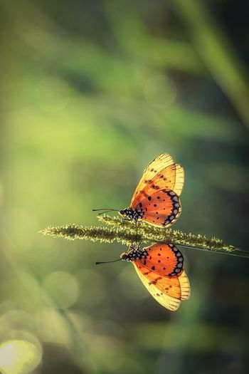 Close-up of butterfly pollinating flower