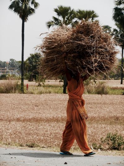 Woman carrying haystack by agricultural field