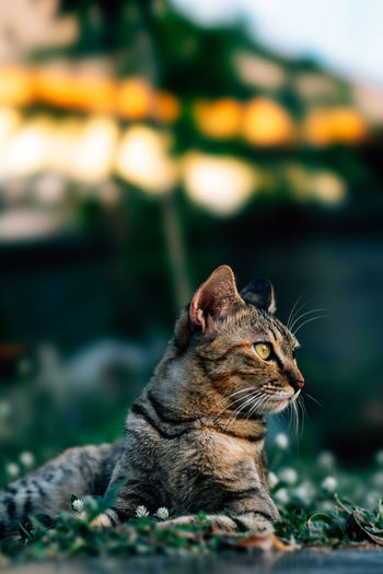 Cat relaxing on land