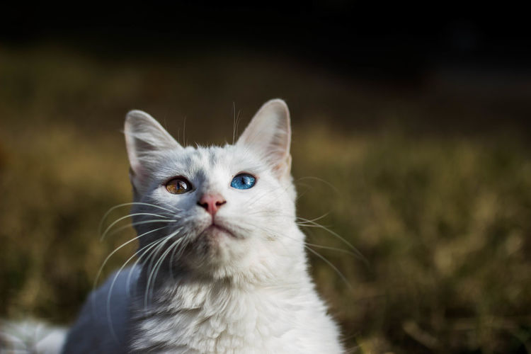 Close-up of cat with different eyes color