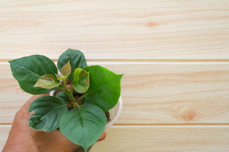 Cropped hand of person holding plant on table