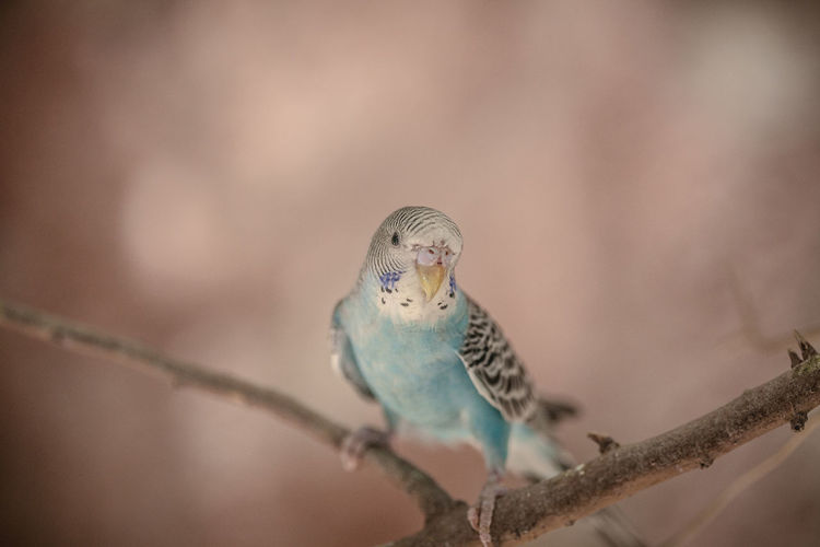 Close-up of budgerigar perching on branch